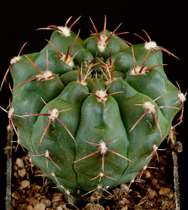 Gymnocalycium intertextum P 511